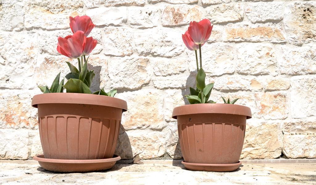 Masseria Gravelle Turi Εξωτερικό φωτογραφία